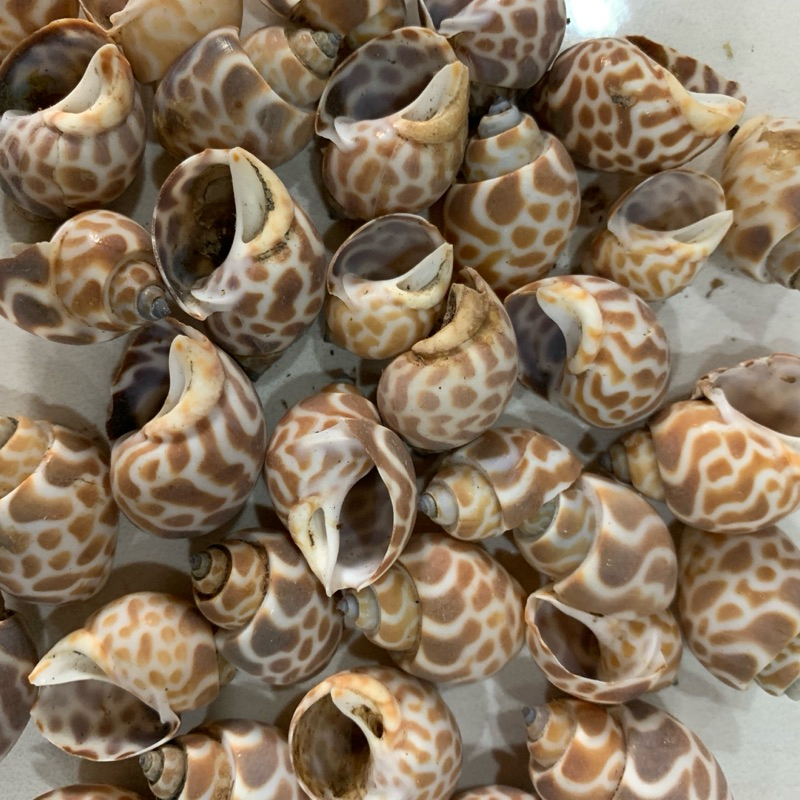 (1kg) Kerang Bekicot Doreng Kerang Macan Keong Cangkang Kelomang