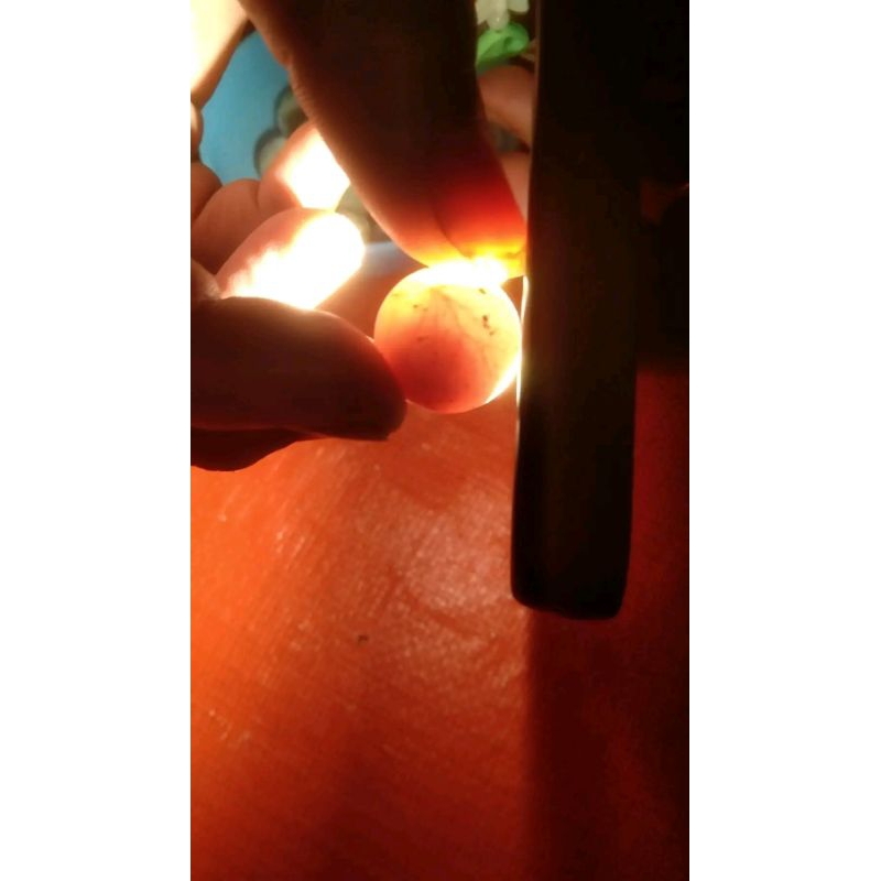 

telur bulus bergaransi