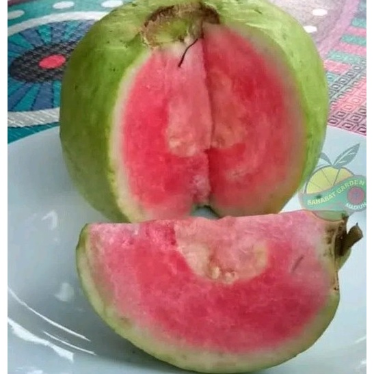 Bibit Buah Jambu Biji Red Diamond Okulasi - Manis dan Eksotis