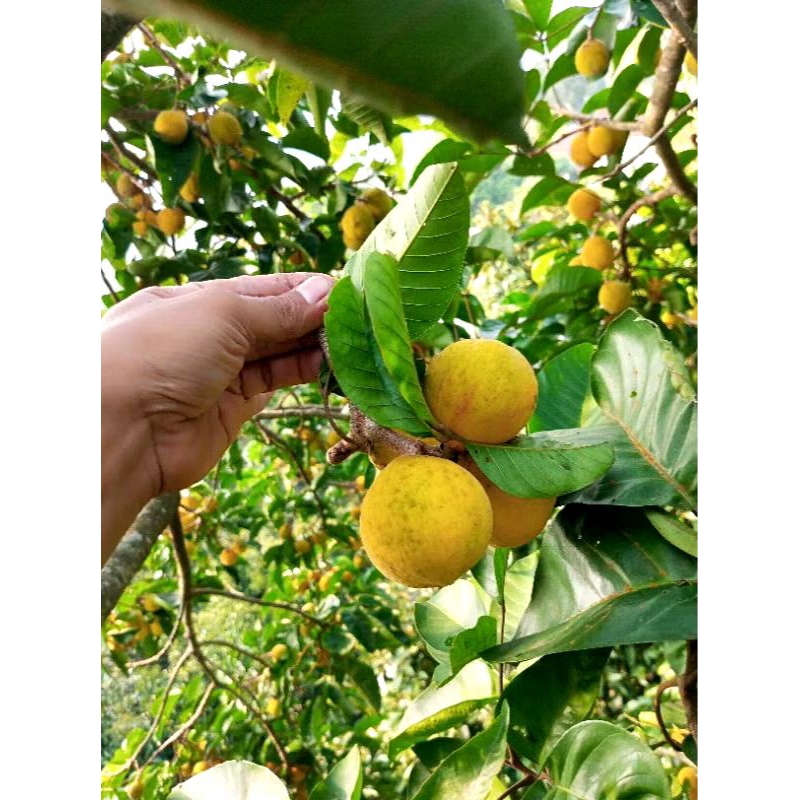 

BUAH KACAPI 1 KG