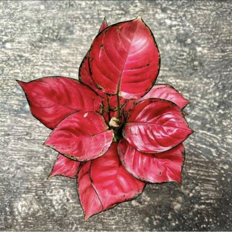 Bonggol Tanaman Aglonema Red Anjamani 200pcs daun merah