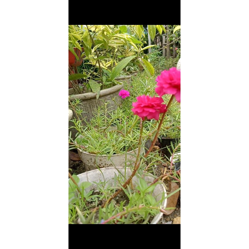 krokot impor tumpuk warna mix