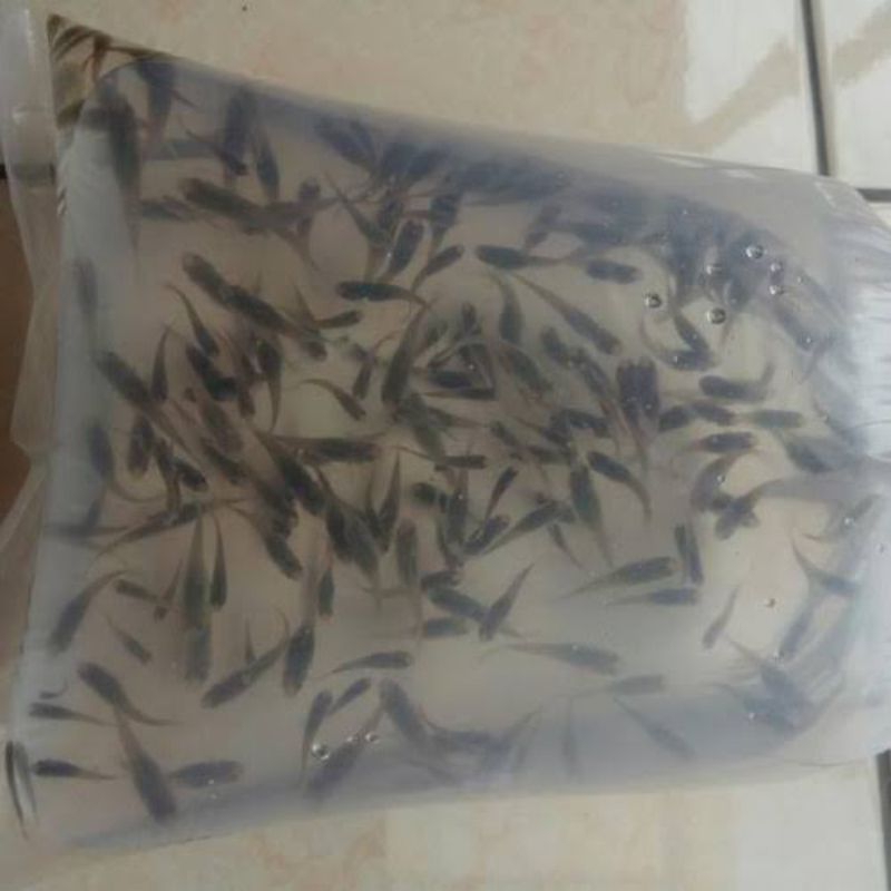 Ikan Cere Kali paket 50psc pakan ikan predator seperti ikan channa,ikan arwana,ikan oscar