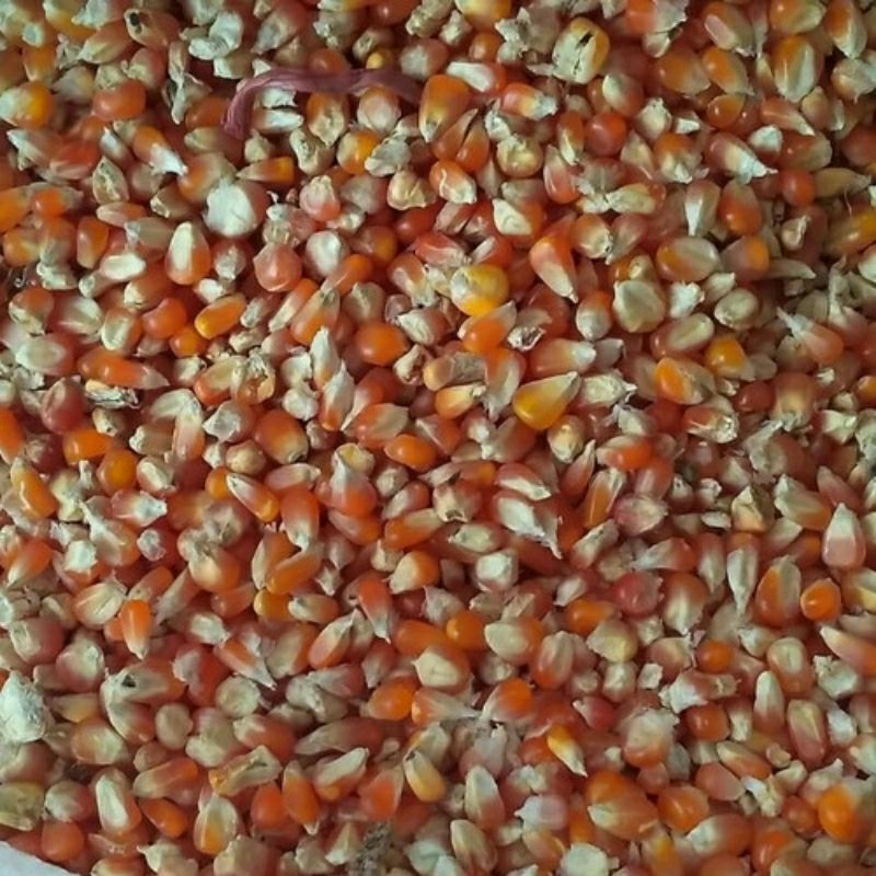 Jagung Kristal jagung kecil pakan unggas burung ayam bersih kering 5 kilo