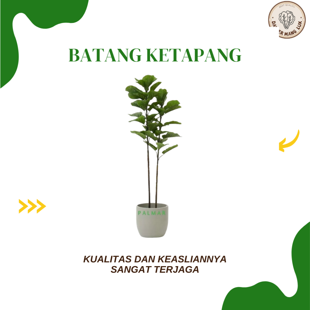

DRIED SERBUK BATANG KETAPANG BEST SELLER