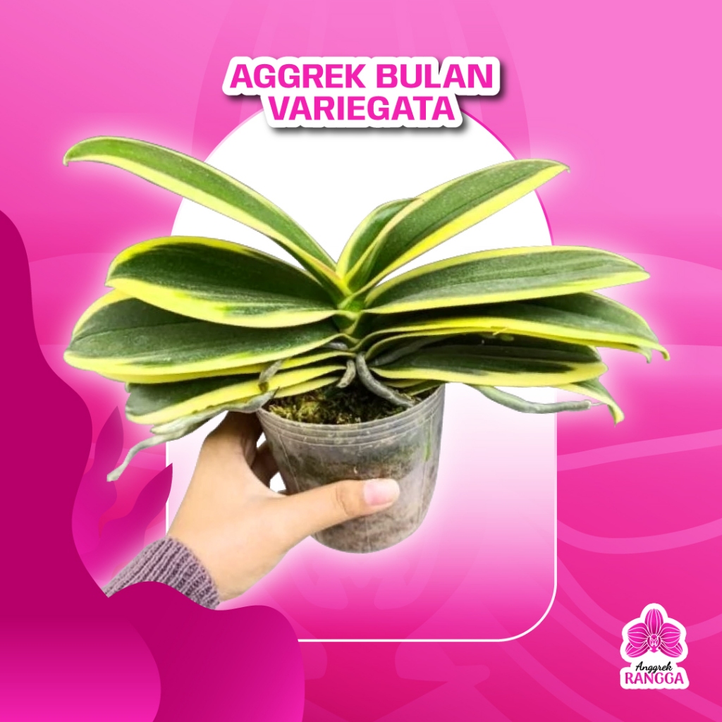 BEST SELLER‼️ ANGGREK BULAN VARIEGATA