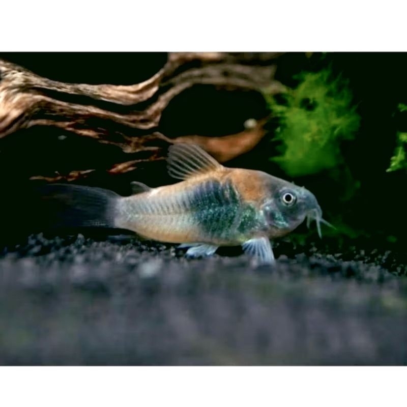 Corydoras - Etalase Hiasan Akuarium