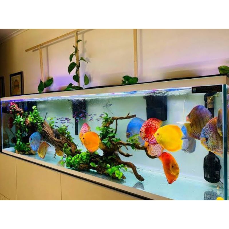 hiasan aquarium paket 5 ekor discus 2cm mix