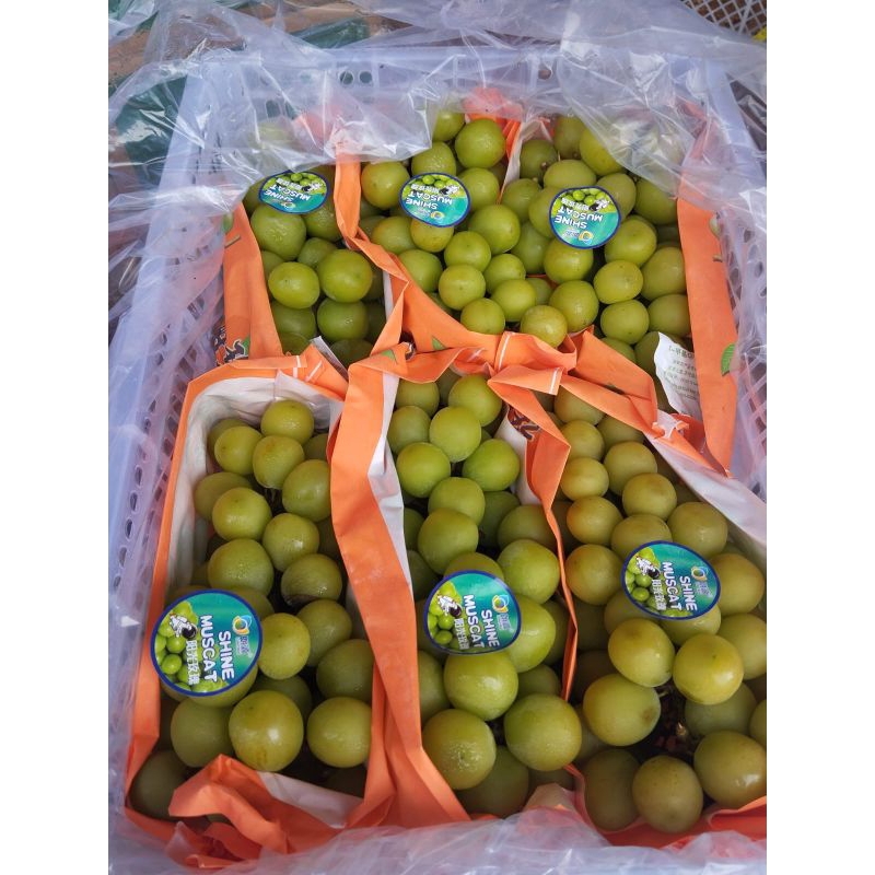 

Muscat Curah Manis