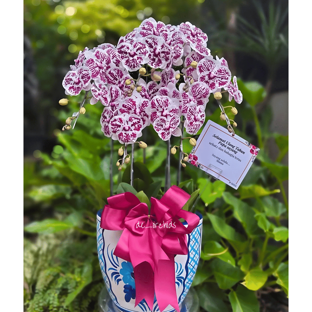 Anggrek Bulan Dewasa Warna Dalmation 6 Pohon Pot Keramik
