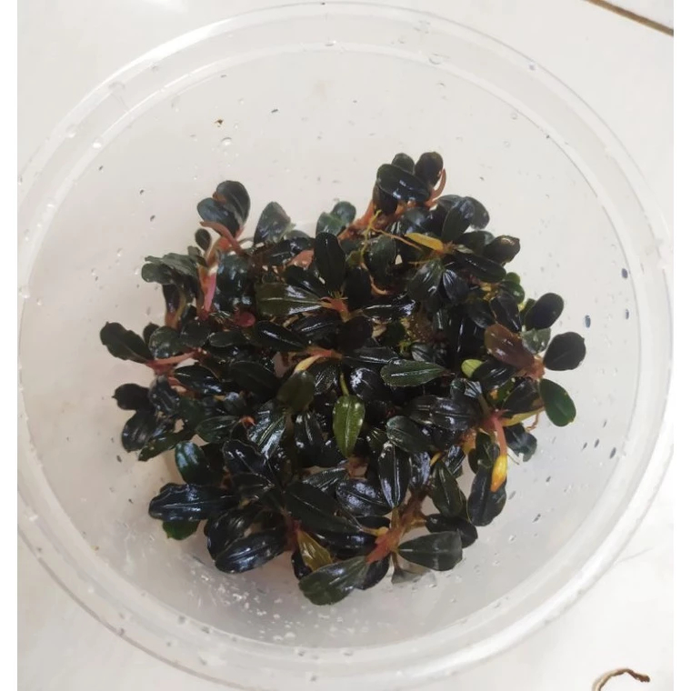 Bucephalandra mini phantom porsi cup