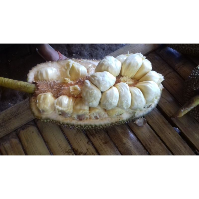 

nangka segar asli kampung