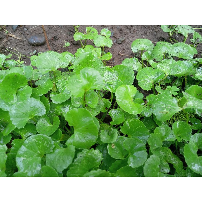 

Daun Pegagan