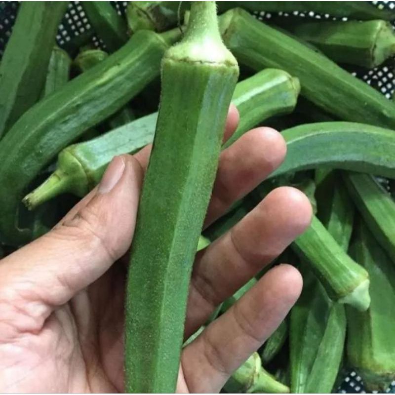 

OKRA,Sayur okra hijau fresh,bendi