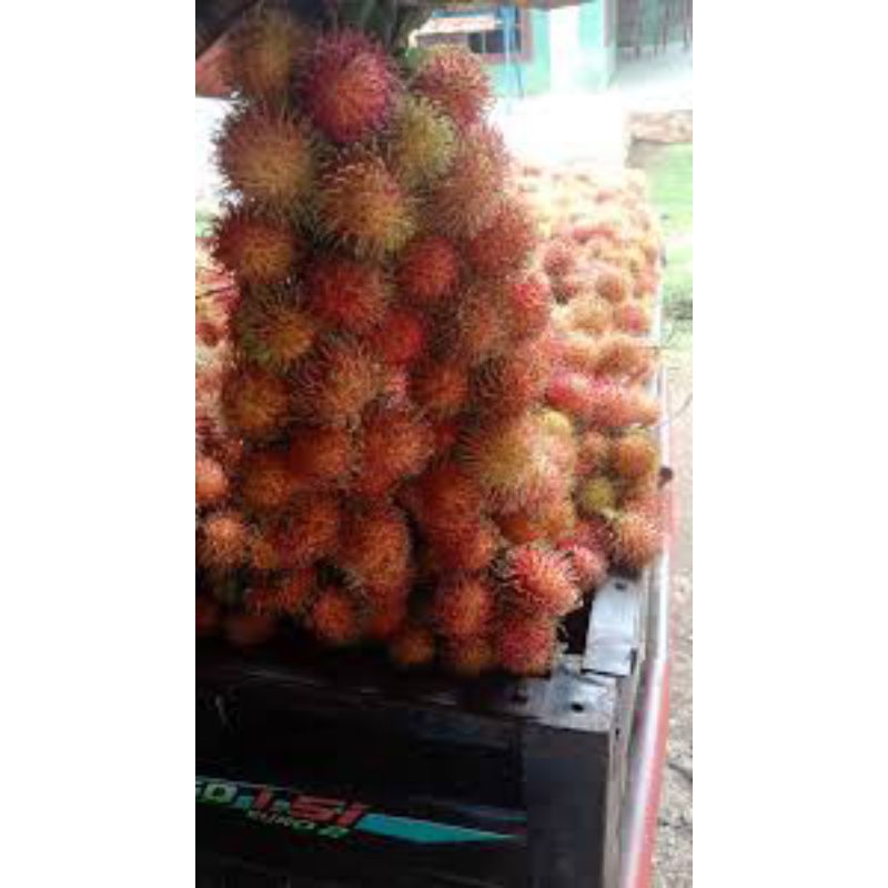 

Rambutan Ace Lebak 1 Gedeng 2 ikat