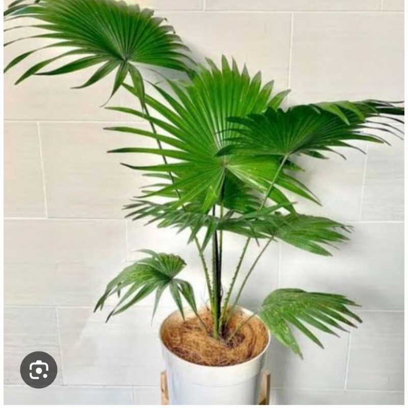 tanaman palem bintang/sadeng/kipas,jumbo