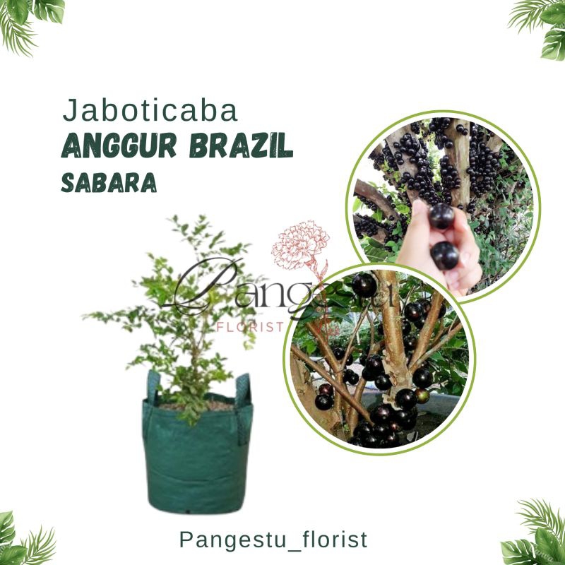 

Bibit Buah Anggur Pohon Brazil Sabara