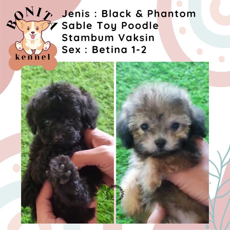 Phantom Sable Toy Tiny Tea Cup Poodle Stambum Jantan Betina Anak Anjing Poodle Black Apricot Red