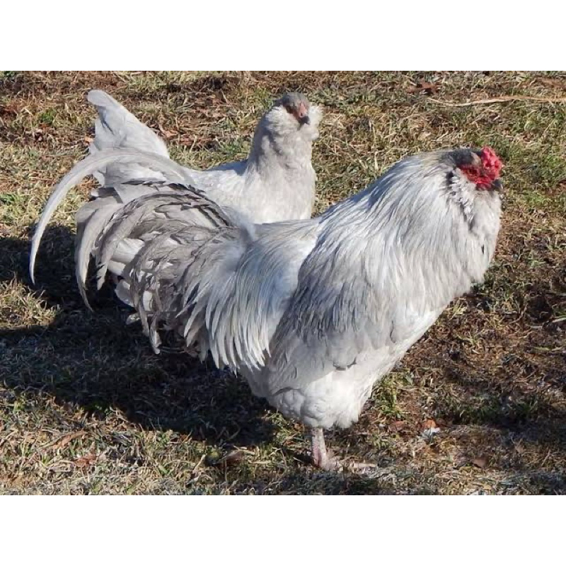 

TELUR FERTIL AYAM AMERAUCANA BLUE EGG UNTUK DI TETASKAN