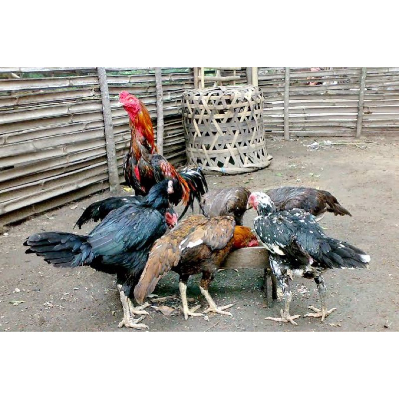 

TELUR FERTIL AYAM BK X KAMPUNG SUPER UNTUK DI TETASKAN