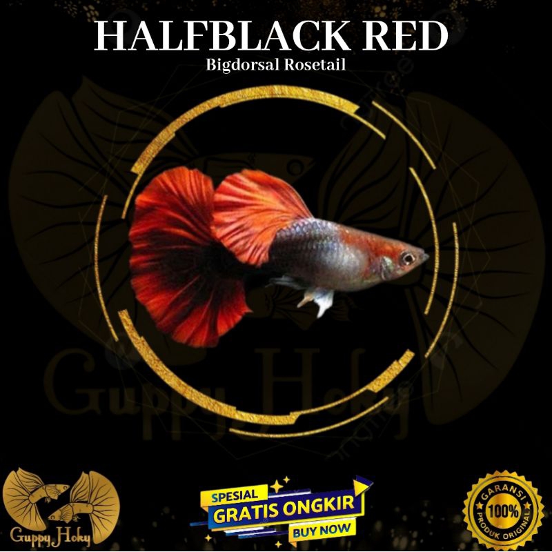 Guppy HB RED BDS rose tail / Hiasan aquarium TOP Kualitas