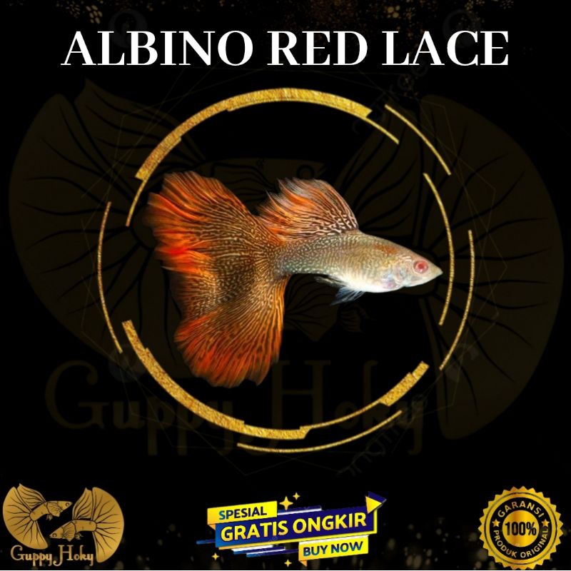 ARL albino red lace guppy ( Top great ) stiker aquarium