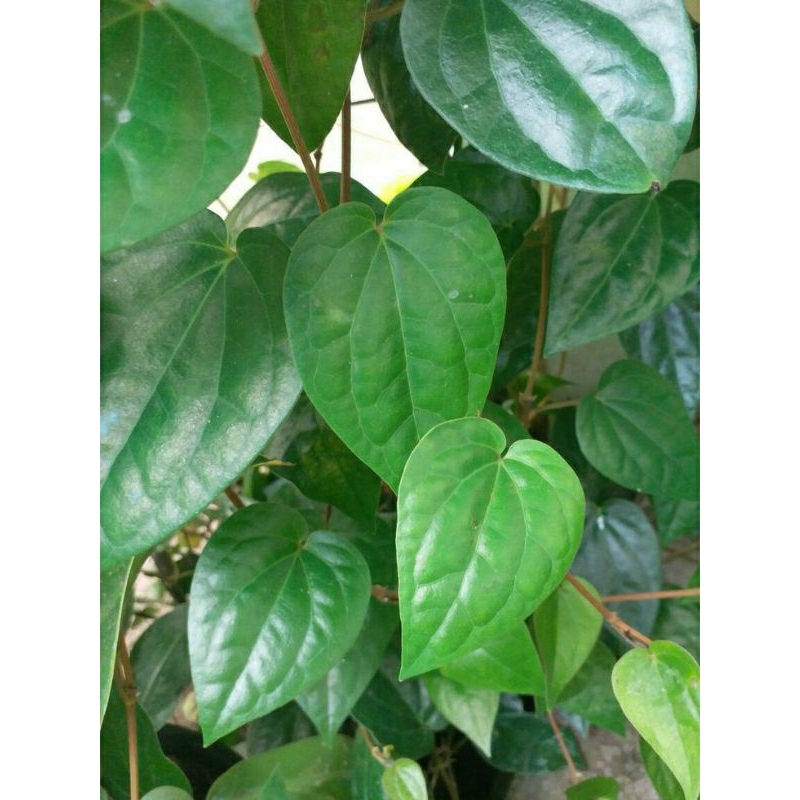 

daun sirih fresh segar 50 lembar