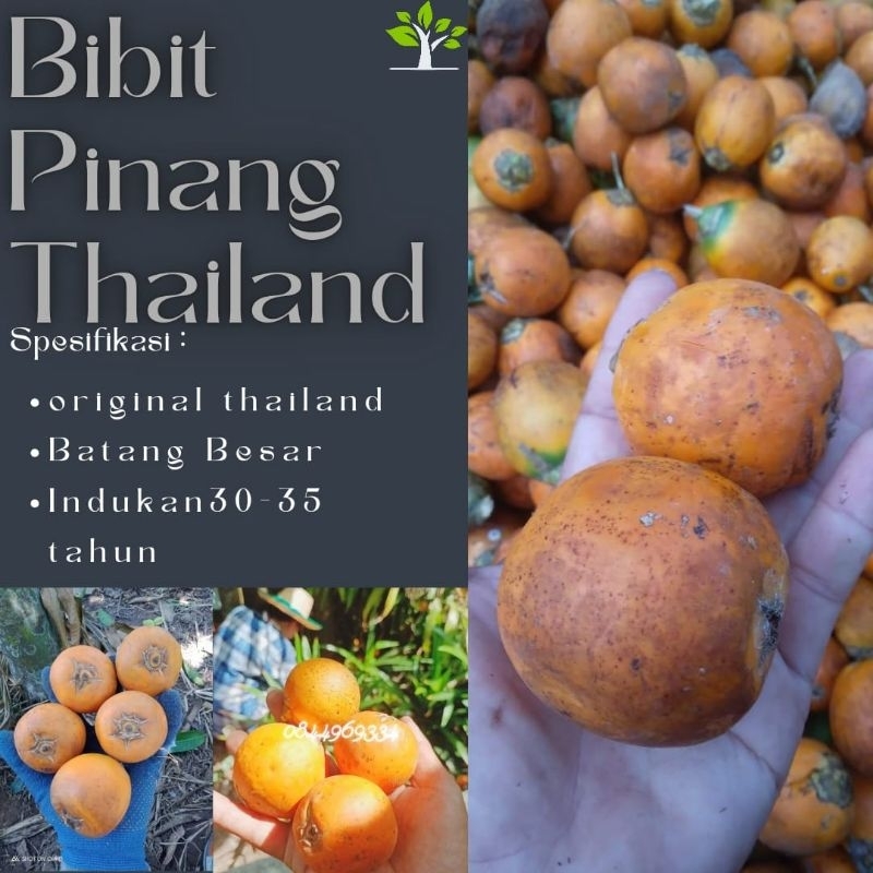 Bibit Pinang Thailand Import From Thailand Biji Tua