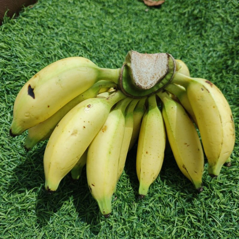 

Pisang Berlin/Pisang kecil