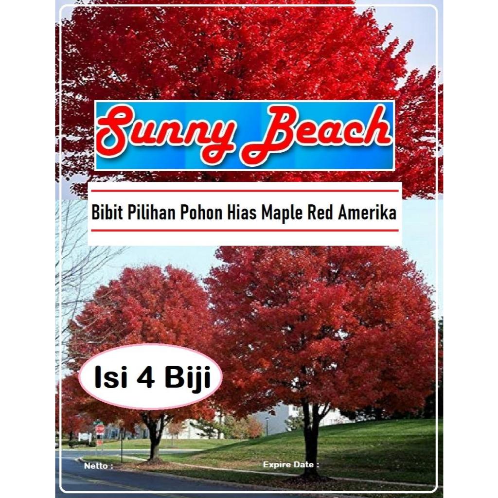 Bibit Unggul Pohon Hias Maple Red Amerika | Biji Benih Maple Merah Amerika