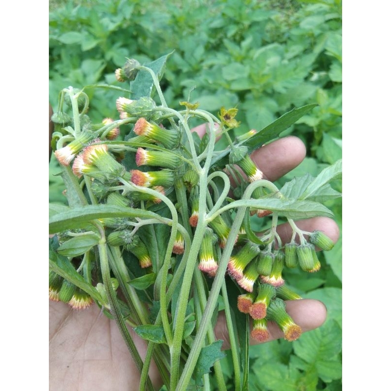 

Bunga sintrong segar 250 gram