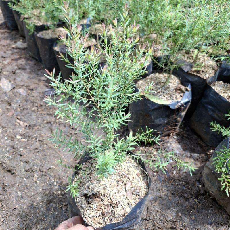 pohon minyak kayu putih mini tanaman kayu putih micro