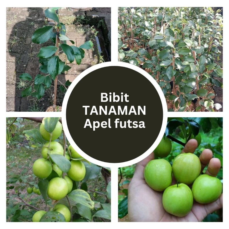 tanaman bibit apel putsa bidara arab import