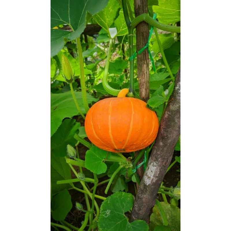 

Labu Kabocha (Golden Mama)