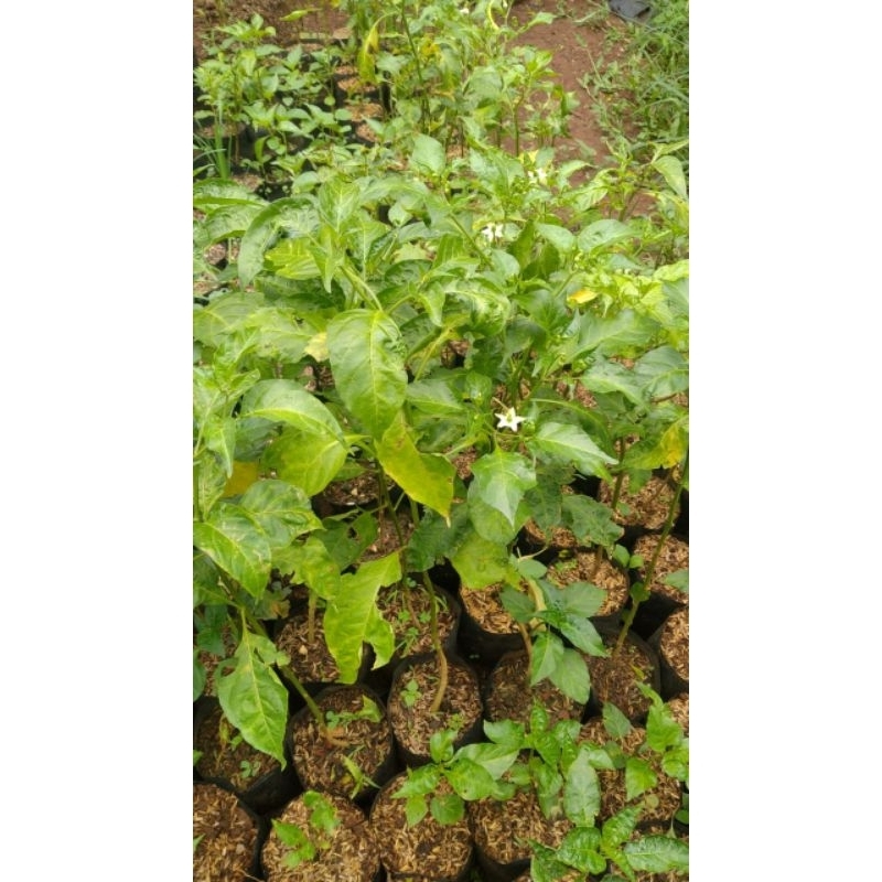 bibit cabe rawit setan dan rawit hijau