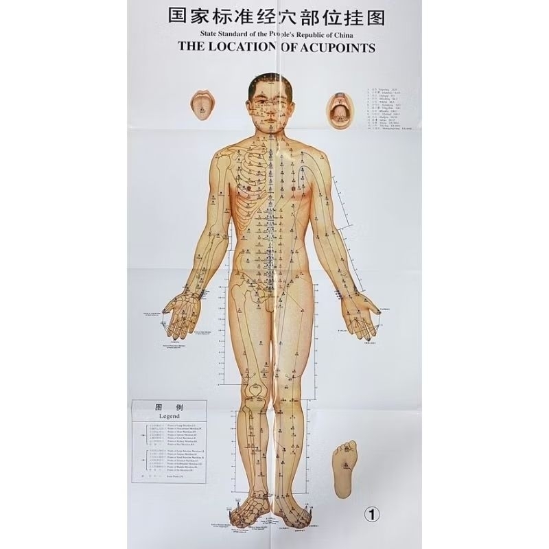 Gambar - Poster Titik Akupuntur Cowok