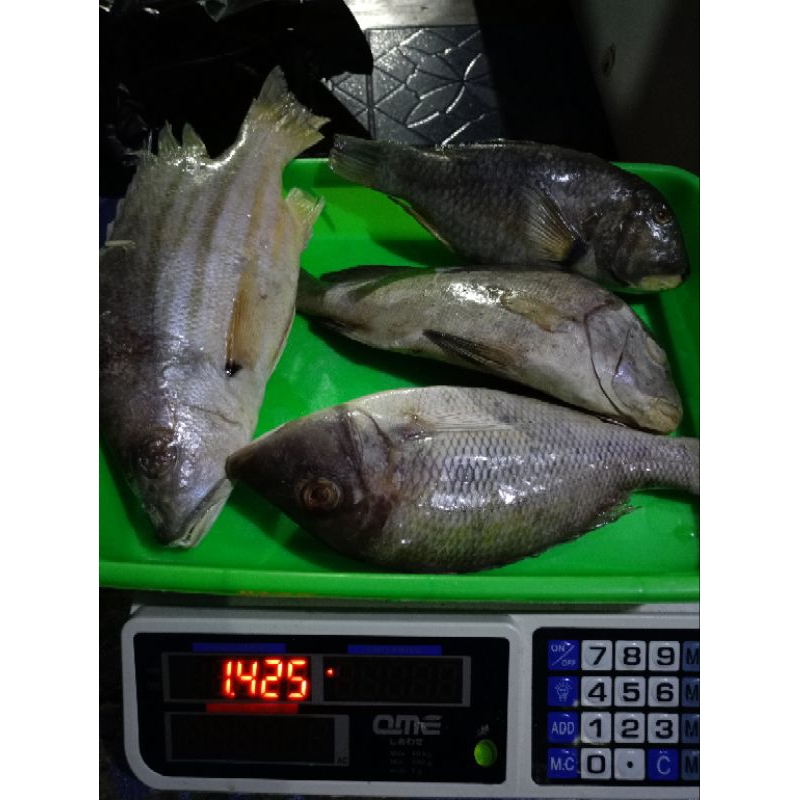 

ikan laut karang fresh. pesanan bapak rudi