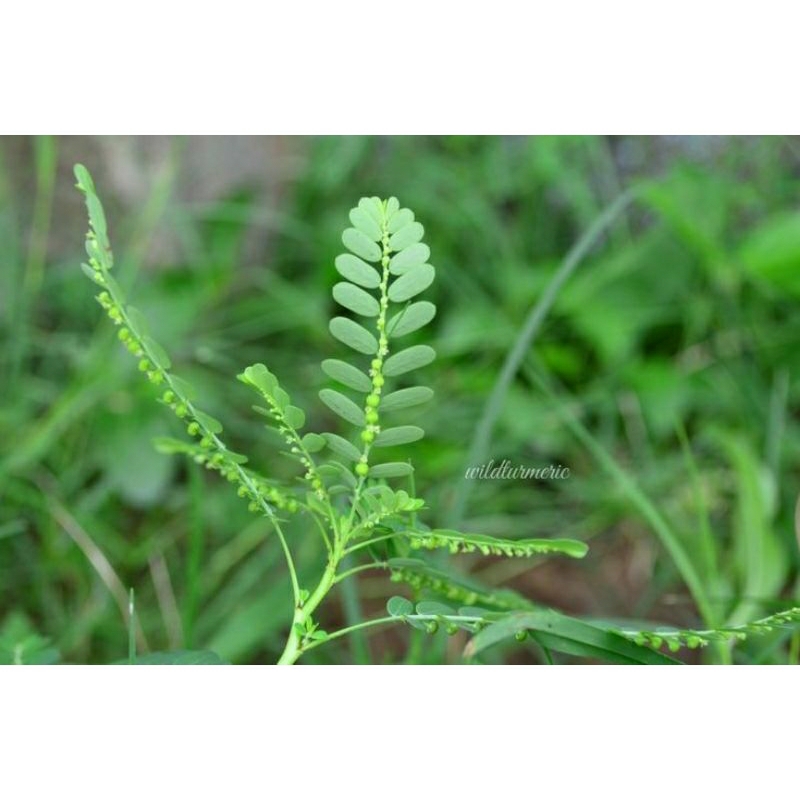 

daun miniran/ meniran fresh 500 gr