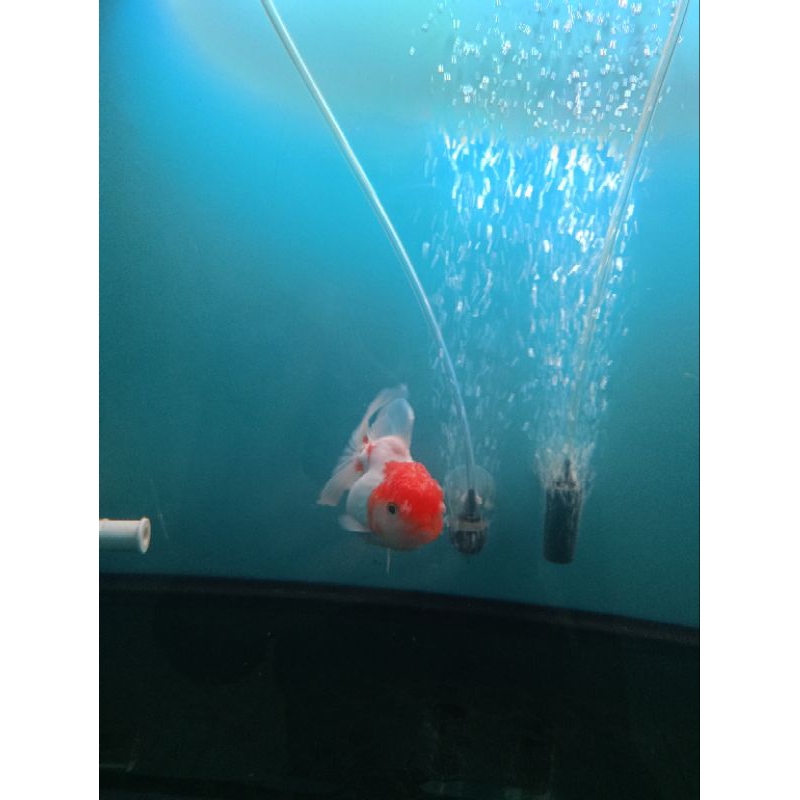 ikan mas koki Oranda red cape jambul termasuk big size  9-12 cm