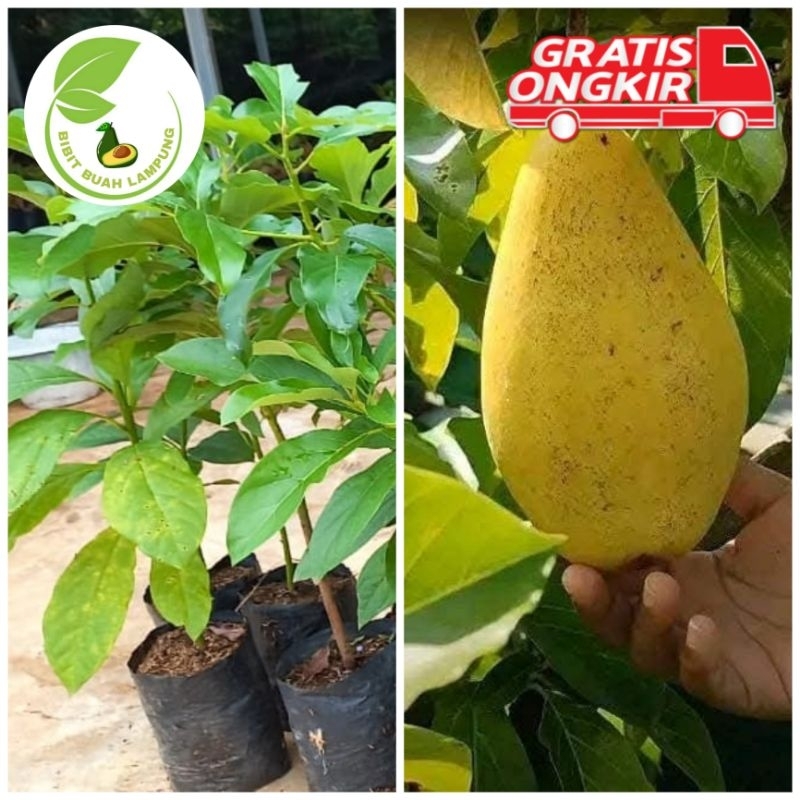 Bibit Alpukat Yellow Vietnam