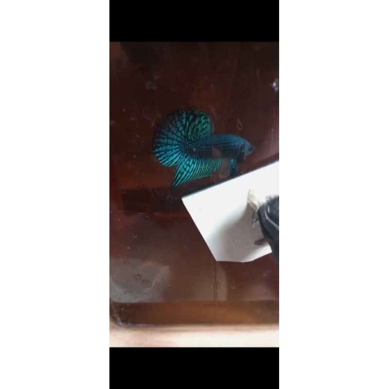 sepasang alien wild betta