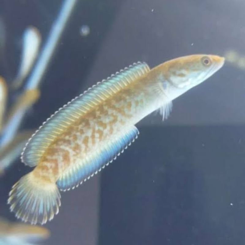 

baby andrao UK 3-5cm cb