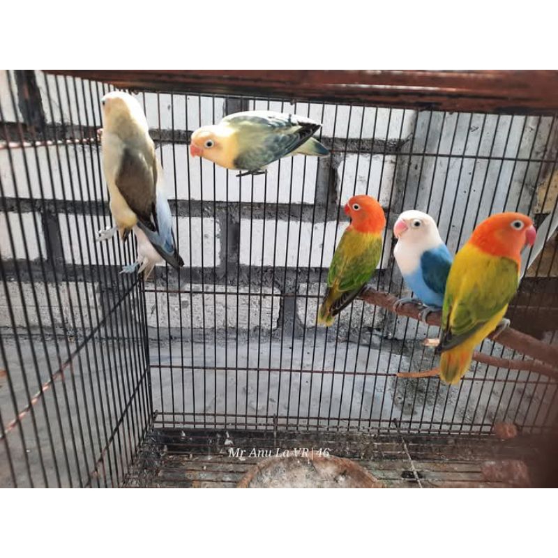 LOVE BIRD BIOLA PARUH PUTIH PARUH MERAH