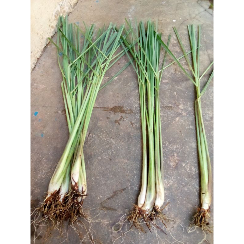 

SEREH / SERAI SEGAR FREES 1KG