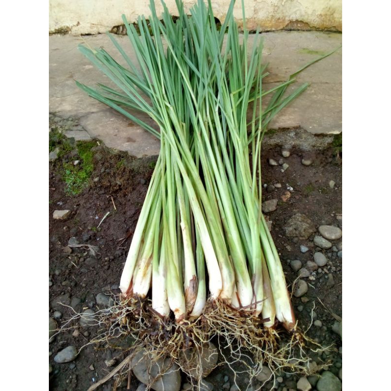 

SERAI / SERAH SEGAR 1 KG Untuk bumbu masakan dan minuman bermanfaat dan berkhasiat