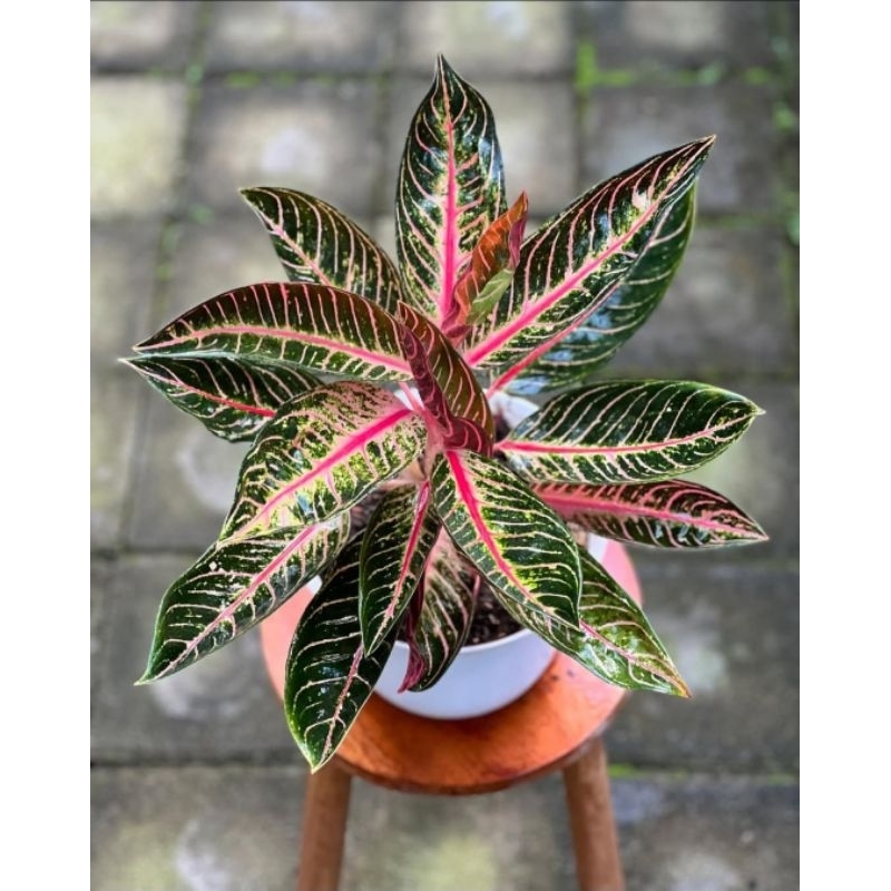 Tanaman Hias Aglonema Pride Of Sumatra - aglonema red sumatra cantik murah