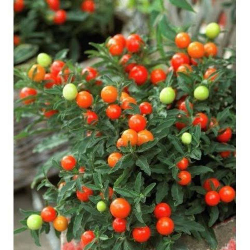 Tanaman hias krismil (tomat hias) murah berbuah