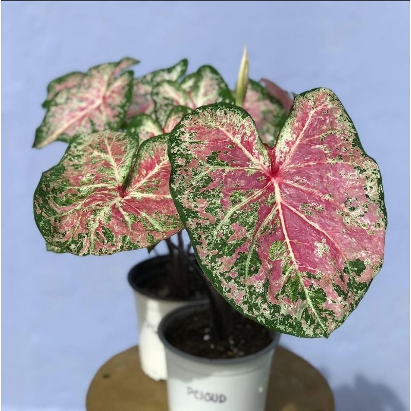 Caladium Pink Cloud - tanaman hias keladi pink cloud cantik murah