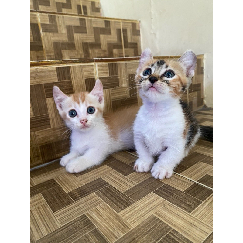 kucing munchkin kinkalow overcute