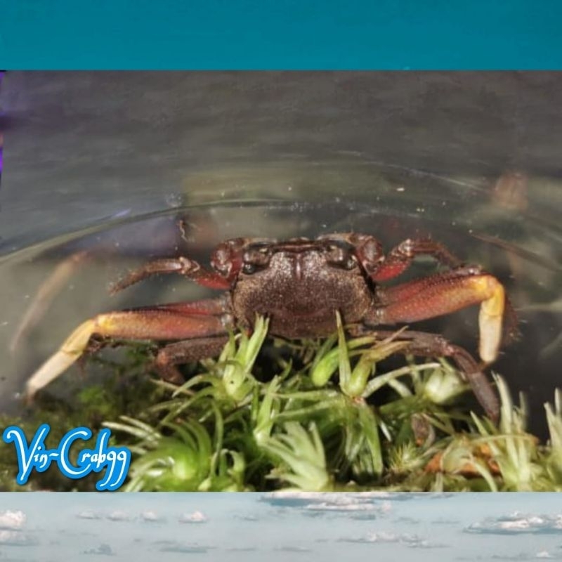 

Kepiting Hias Mini Tawar (Karstarma Crab)